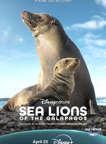 دانلود فیلم Sea Lions of the Galapagos 2025 شیرهای دریایی گالاپاگوس با دوبله فارسی